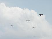 Abacus Airshow Augsburg 2008 252